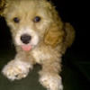 dylaneastt